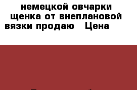 немецкой овчарки щенка от внеплановой вязки продаю › Цена ­ 10 000 - Тверская обл. Животные и растения » Собаки   